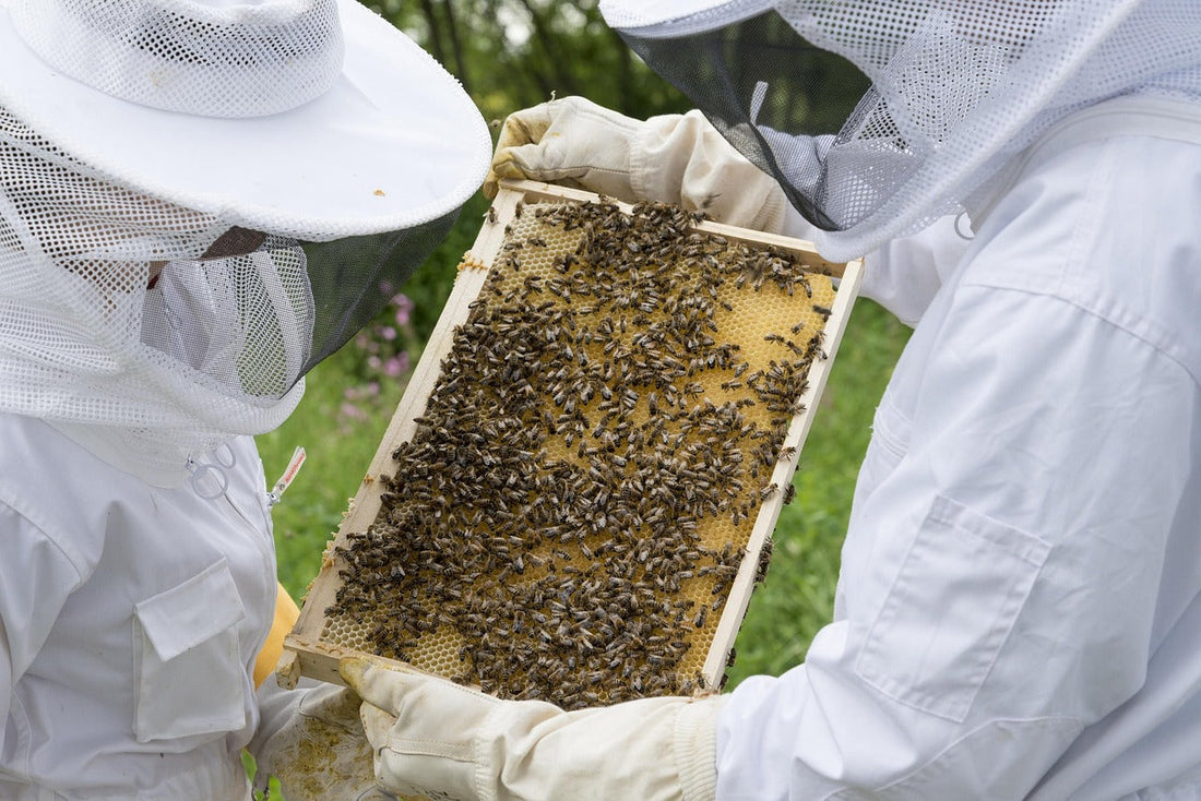 Beekeeping and Honey Harvesting