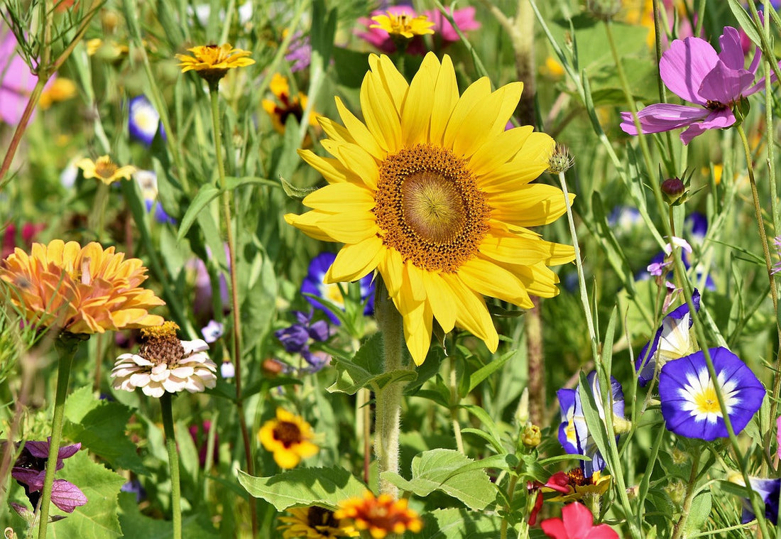 Cut Flower Garden