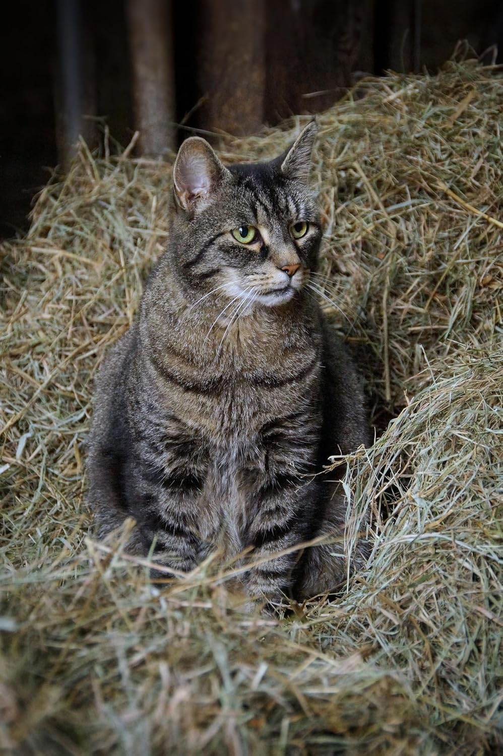 Orchard Grass & Clover Mix - All Natural Pet Hay - Chemical Free - For Rabbits, Rats, Hamsters, and Other Small Animals - Premium Cuttings