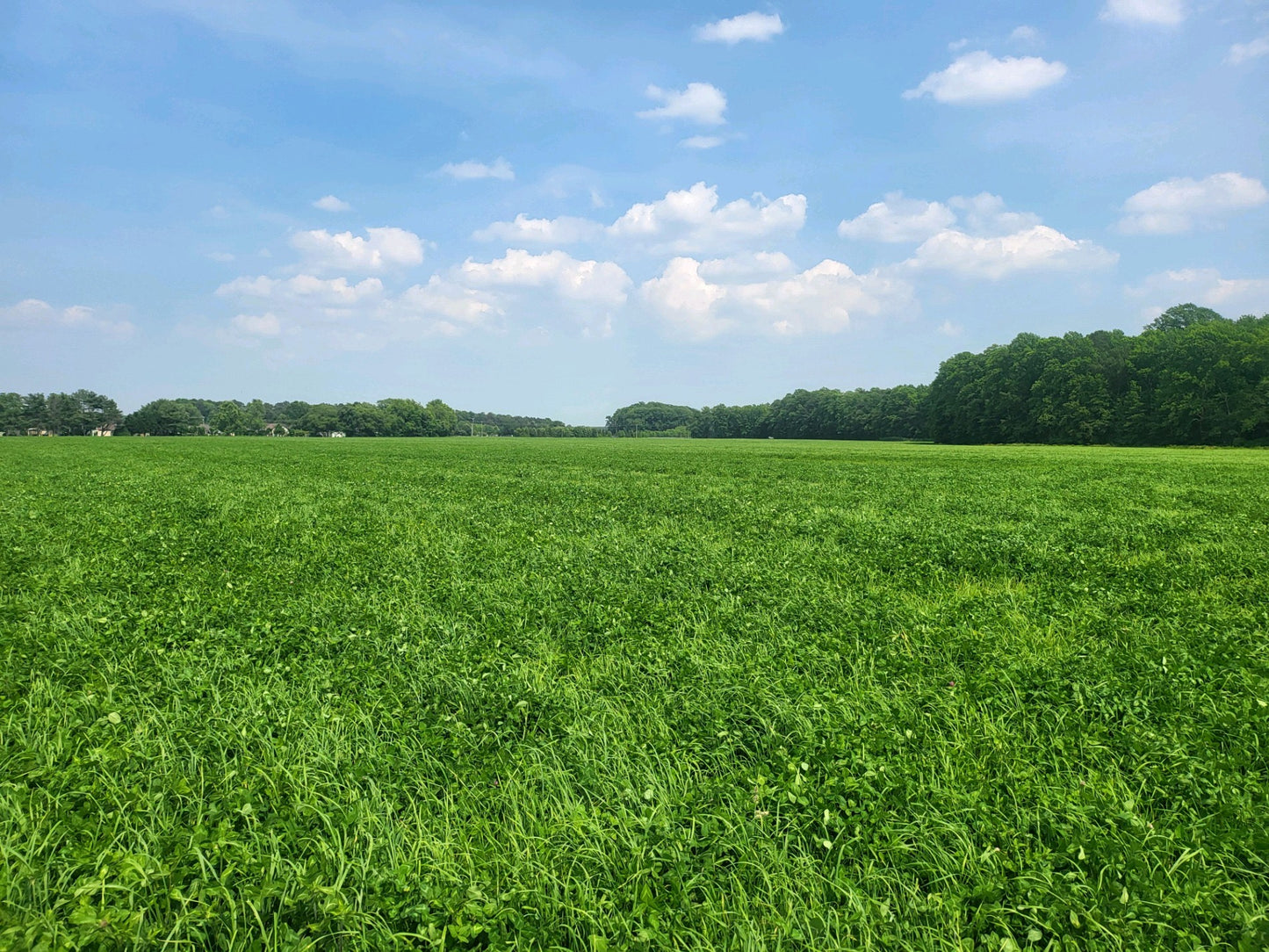 Orchard Grass & Clover Mix - All Natural Pet Hay - Chemical Free - For Rabbits, Rats, Hamsters, and Other Small Animals - Premium Cuttings