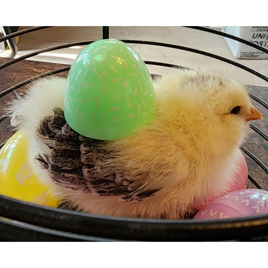 Happy Easter!