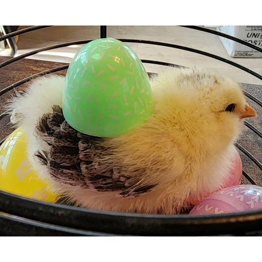 Happy Easter!