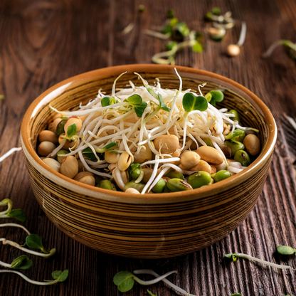 Bean Sprout Starter Seeds - Non-GMO Organic - Salad and Protein Mixes