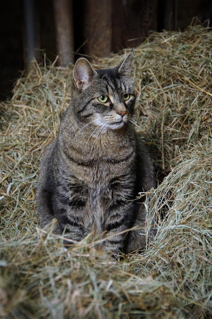 Orchard Grass & Clover Mix - All Natural Pet Hay - Chemical Free - For Rabbits, Rats, Hamsters, and Other Small Animals - Premium Cuttings