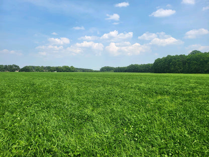 Orchard Grass & Clover Mix - All Natural Pet Hay - Chemical Free - For Rabbits, Rats, Hamsters, and Other Small Animals - Premium Cuttings