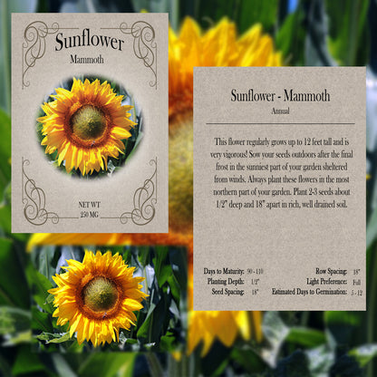 bulk sunflower planting seeds 2026 You Pick Flowers