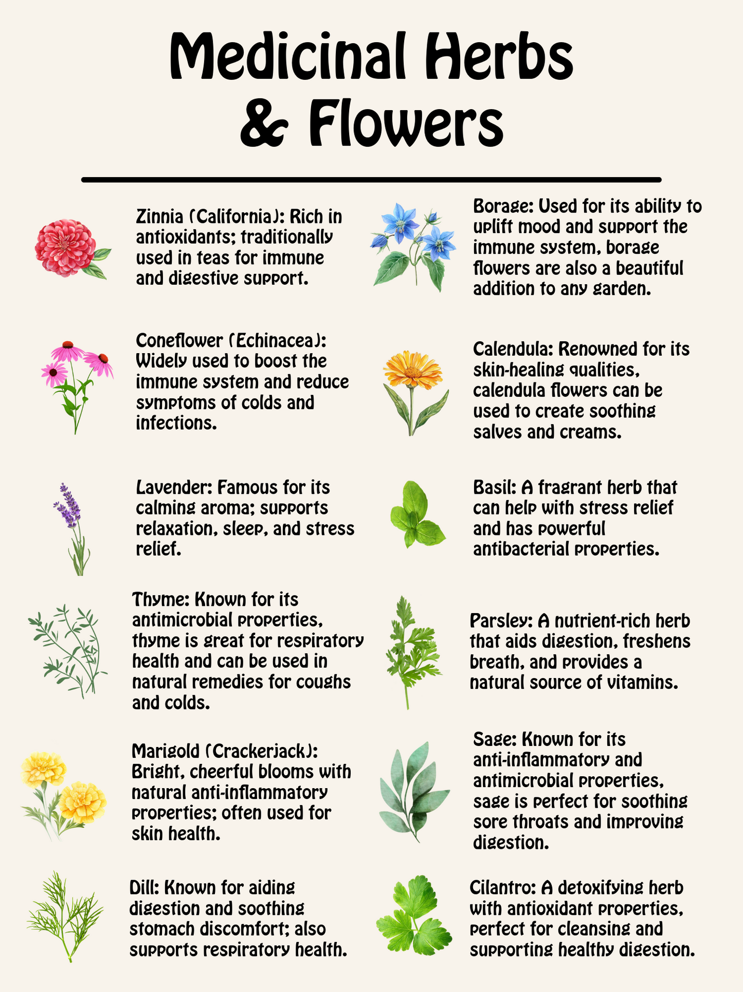 Medicinal Herb and Flower Set - 12 Varieties of Non-GMO and Heirloom Flowers and Herbs - Basil, Cilantro, Calendula, Lavender, Sage, and More